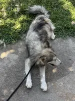Nala, a female Alaskan Malamute for sale in Rogersville, TN – 3 of 10