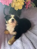 Tequila, a male Miniature Australian Shepherd for sale in Rogersville, TN – 5 of 9