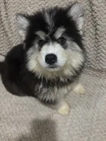 Glacier, a female Siberian Husky for sale in Rogersville, TN – 3 of 10