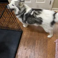 Sophie, a female Siberian Husky for sale in Rogersville, TN – Photo 5 of 6