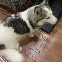 Sophie, a female Siberian Husky for sale in Rogersville, TN – Photo 2 of 6