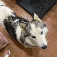 Sophie, a female Siberian Husky for sale in Rogersville, TN – Photo 6 of 6