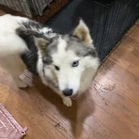 Sophie, a female Siberian Husky for sale in Rogersville, TN – Photo 1 of 6