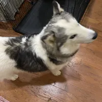 Sophie, a female Siberian Husky for sale in Rogersville, TN – Photo 3 of 6