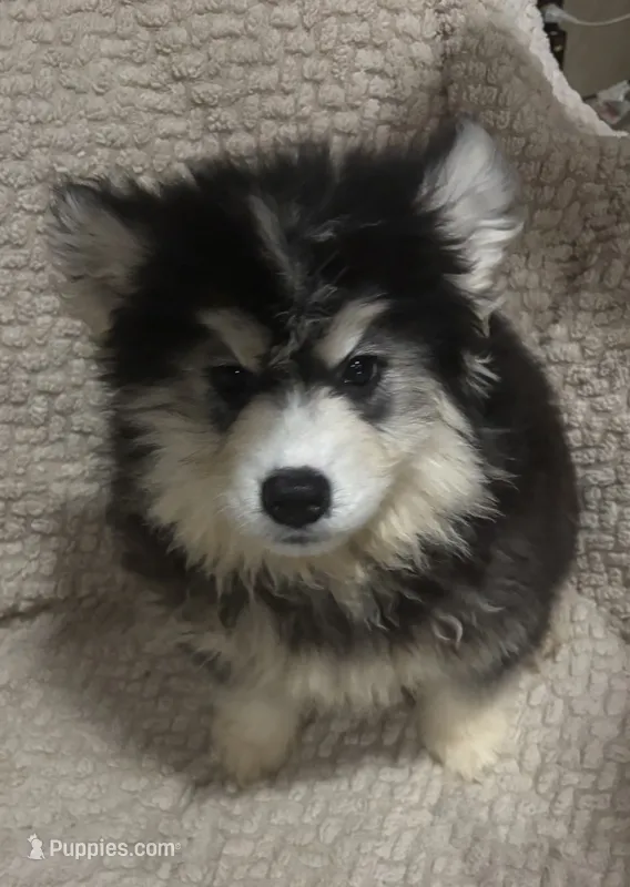 Glacier – Siberian Husky puppy for sale in Rogersville, TN