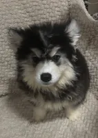 Glacier, a female Siberian Husky for sale in Rogersville, TN – 1 of 10
