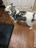 Sophie, a female Siberian Husky for sale in Rogersville, TN – 6 of 8