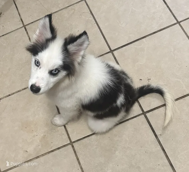 Blackjack – Pomsky puppy for sale in Rogersville, TN