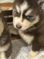 Lord Farquart, a male Siberian Husky for sale in Rogersville, TN – 3 of 8