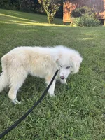 Frost, a male Pomsky for sale in Rogersville, TN – 5 of 6
