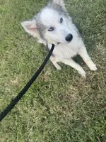 Nova , a male Miniature Australian Shepherd and Pomsky for sale in Rogersville, TN – 8 of 10