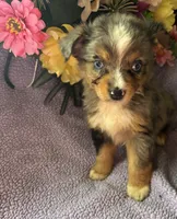 Margarita, a female Miniature Australian Shepherd for sale in Rogersville, TN – 1 of 6