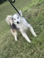 Nova , a male Miniature Australian Shepherd and Pomsky for sale in Rogersville, TN – 4 of 10