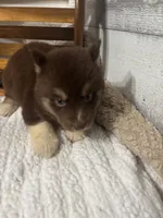 Fiona, a female Siberian Husky for sale in Rogersville, TN – 6 of 8