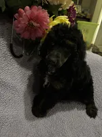 Dior, a male Poodle - Standard  for sale in Rogersville, TN – 3 of 6