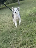 Nova , a male Miniature Australian Shepherd and Pomsky for sale in Rogersville, TN – 5 of 10