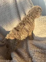 Johnny Castle, a male Poodle - Standard  for sale in Rogersville, TN – 5 of 8