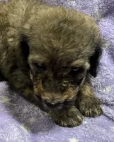 Michael, a male Poodle - Standard  for sale in Rogersville, TN – 3 of 10