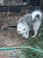 Teddy, a male Pomsky for sale in Rogersville, TN – 4 of 4