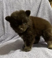 Cocoa, a male Pomsky for sale in Rogersville, TN – 5 of 7