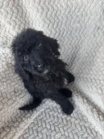 Midnight , a male Bernedoodle for sale in Rogersville, TN – 2 of 5