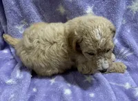 Sally, a female Poodle - Standard  for sale in Rogersville, TN – 5 of 10