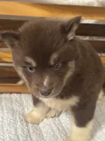 Fiona, a female Siberian Husky for sale in Rogersville, TN – 3 of 8