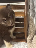 Fiona, a female Siberian Husky for sale in Rogersville, TN – 4 of 8