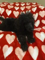 processed/9deb331a-b81b-450c-8b62-26c842ecec94/listing/9cbb3d76-b58b-4f49-b175-78dac5c2b647/c6f11341-f2de-4cbf-b237-29ffba5e6a06