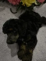 Dior, a male Poodle - Standard  for sale in Rogersville, TN – 2 of 6