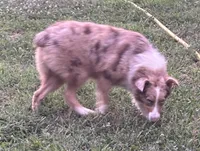 Sadie, a female Australian Shepherd for sale in Rogersville, TN – Photo 2 of 6