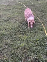 Sadie, a female Australian Shepherd for sale in Rogersville, TN – Photo 4 of 6