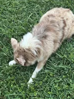 Sadie, a female Australian Shepherd for sale in Rogersville, TN – Photo 3 of 6