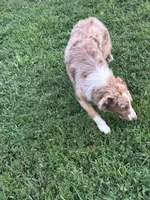 Sadie, a female Australian Shepherd for sale in Rogersville, TN – Photo 5 of 6