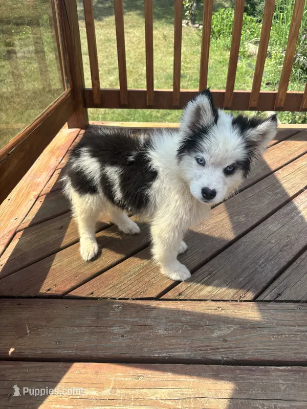 Blackjack – Pomsky puppy for sale in Rogersville, TN