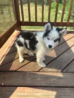 Blackjack, a male Pomsky for sale in Rogersville, TN – 1 of 3