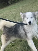 Nova , a male Miniature Australian Shepherd and Pomsky for sale in Rogersville, TN – 9 of 10