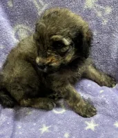 Michael, a male Poodle - Standard  for sale in Rogersville, TN – 2 of 10