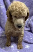 Jimmy, a male Poodle - Standard  for sale in Rogersville, TN – 2 of 10
