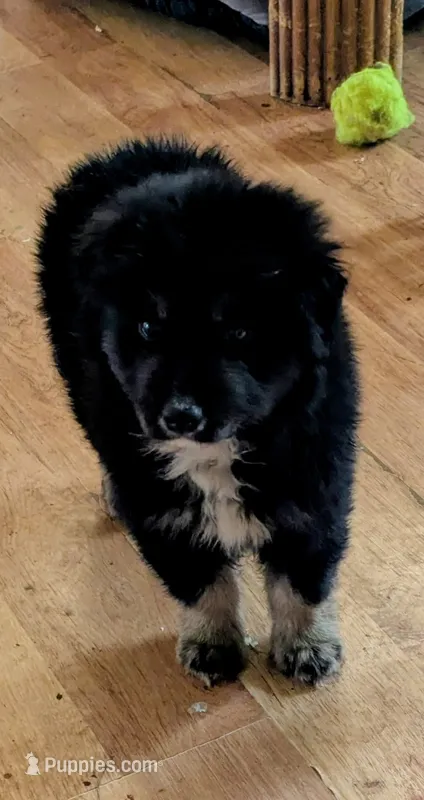 Bear – Miniature Australian Shepherd puppy for sale in Rogersville, TN