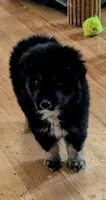 Bear, a male Miniature Australian Shepherd for sale in Rogersville, TN – 1 of 3