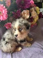 Patron, a male Miniature Australian Shepherd for sale in Rogersville, TN – 1 of 10