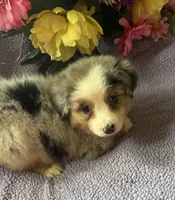 Cuervo, a female Miniature Australian Shepherd for sale in Rogersville, TN – 6 of 8