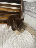 Fiona, a female Siberian Husky for sale in Rogersville, TN – 8 of 8