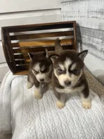 Lord Farquart, a male Siberian Husky for sale in Rogersville, TN – 6 of 8
