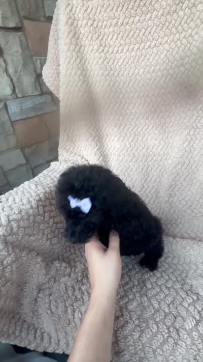 Millie, a female Bernedoodle for sale in Rogersville, TN – 5 of 5