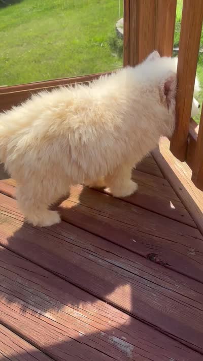 Aspen, a male Siberian Husky for sale in Rogersville, TN – 8 of 10