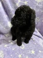 Gillian, a female Poodle - Standard  for sale in Rogersville, TN – 6 of 9