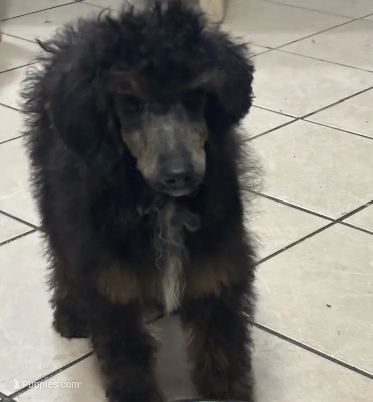Dior – Poodle - Standard  puppy for sale in Rogersville, TN