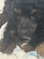 Dior, a male Poodle - Standard  for sale in Rogersville, TN – 1 of 6